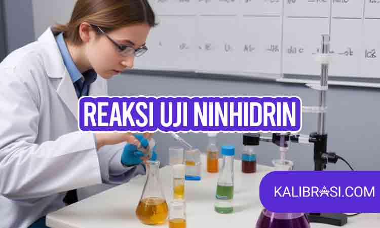 reaksi uji ninhidrin