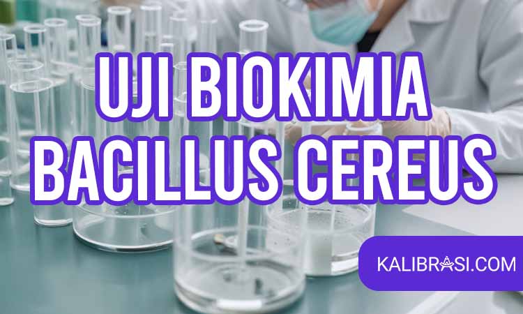 uji biokimia bacillus cereus