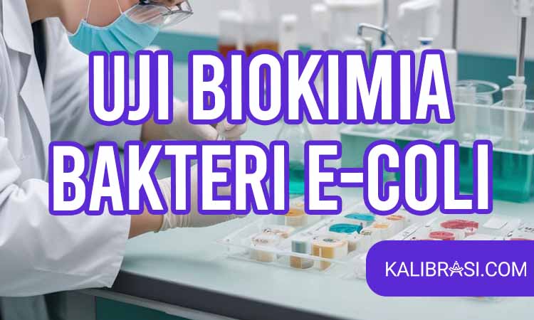 Uji Biokimia Bakteri E Coli Tujuan Manfaat Metode Dan Karakteristik 1165