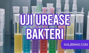 uji urease bakteri